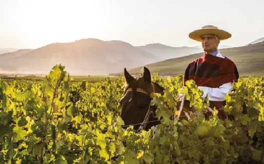 Mendoza, viñeros de altura