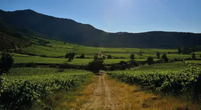 bodega Caballo Loco