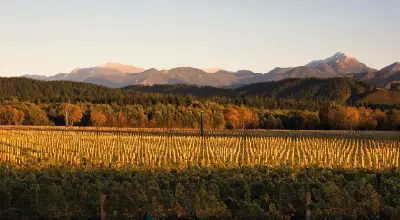 Marisco Vineyard